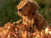 Яке сьогодні свято — Фомін день