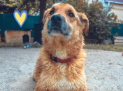 Пес Лис из Макарова