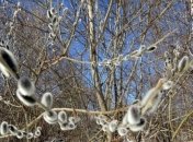 Погода в Украине 17 марта: солнечно, без осадков 