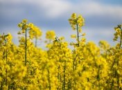 Рослини-сидерати прикрашають ділянку