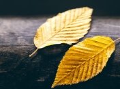 Праздник 9 октября: главные приметы и что категорически запрещено делать