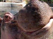 В ЮАР краном вытаскивают бегемота из бассейна гостиницы