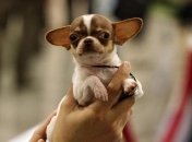 Чихуахуа попала в реестр опасных собак в канадском городке