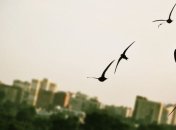 Из-за потепления в Ирландию прилетает меньше ласточек