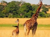 Ученые сделали неожиданное открытие о жирафах