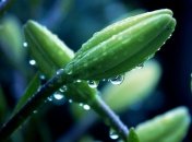 Прогноз погоды в Украине на 14 мая: дожди на востоке и западе