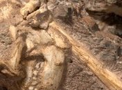 Ученые закончили сборку скелета австралопитека (Видео)