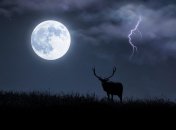 Над Украиной поднялась "Оленья луна": в сети делятся яркими фото