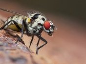 Как глаз насекомого: создана уникальная камера с высоким визуальным разрешением