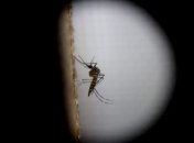 В Доминикане около 60 человек заболели вирусом Зика