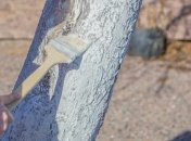 Осенняя побелка важна для здоровья деревьев