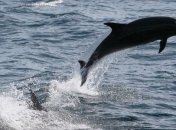 На мелководье в Шотландии выбросило 26 черных дельфинов