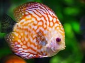 Тропические рыбы заселили участок возле АЭС в Японии