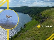 Песочник в заповеднике "Медоборы"