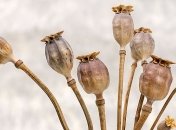 10 ноября - приметы и обряды в День памяти Мученицы Параскевы