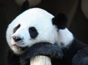 Пополнение в Берлинском зоопарке: панда Менг Менг стала мамой (Фото и видео)