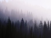 Качество воздуха хотят улучшить с помощью хвойных деревьев