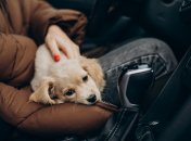 Дізнайтеся, як перевозити улюбленців у машині