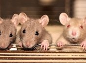 Крысиный интеллект: почему эти грызуны настолько умные