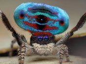 Новые виды пауков-павлинов открыли в Австралии