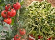 Средство против вредителей - рецепт раствора