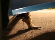 Фитнес на каблуках