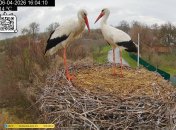 Грицик и Одарка. Фото с камеры видеонаблюдения за гнездом