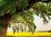 Ученые обнаружили самое высокое дерево в мире