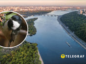 В Днепре увидели черную синицу