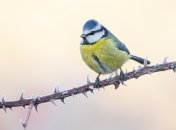 Голубая синица слишком маленькая, поэтому кормушка для птиц зимой станет настоящим спасением