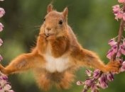 Победители конкурса "Забавных фоторепортажей о дикой природе Wildlife Photography Awards 2018" (Фото)