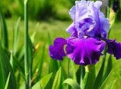 Погода в Украине 28 мая: преимущественно дожди 