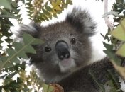 Очень жаркий: для Австралии ушедший год стал самым засушливым за всю историю