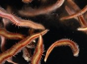 Робот Lego с интеллектом червя (Видео)