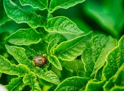 Избавиться от колорадского жука — просто