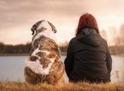 Собака в домі: як чотириногі друзі впливають на здоров'я господаря