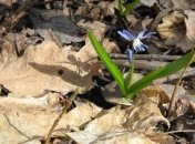 Настоящая весна наступит в мае