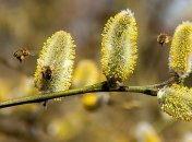 Полезные свойства и применение пчелиной пыльцы