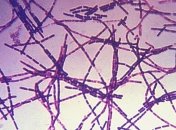 Ученые расшифровали геном самого страшного биологического оружия в истории