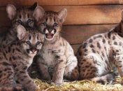 Потому что кошки - для слабаков: забавные рысята в доме (Видео) 