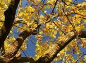 Похолодание уже близко: синоптики рассказали, какой будет погода в выходные