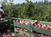 Financial Times: Фермерам РФ нужны годы, чтобы заменить импорт c Запада