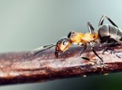 Муравьи могут помочь науке в поисках тектонических разломов