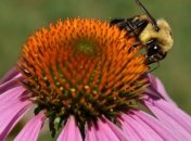 "Сезон дождей" закончился: в Украине установилась жара