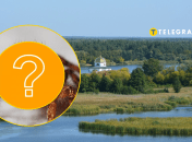 Редкий вид пауков в Киевской области