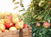 Цена яблок в магазинах бьет рекорды: что произошло с производством фруктов в Украине