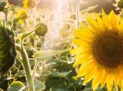 Прогноз погоды в Украине на 11 сентября: ожидается жаркая погода - до +30