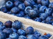 Користь і шкода чорниці для організму