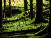 Пропавшего в лесу мальчика четвертые сутки ищут 2 тысячи людей