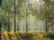 В городских лесах начинается "сезон тишины"